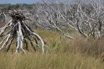 field of dead trees