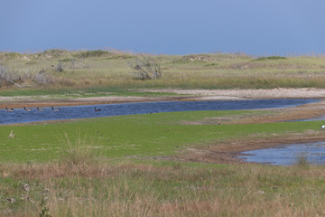 lake in the field