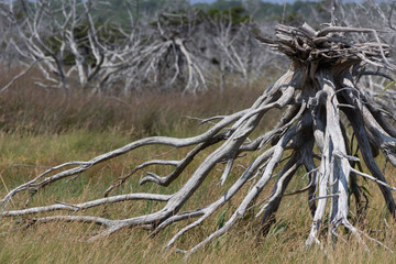 field of dead trees