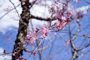 枝垂桜　shidarezakura