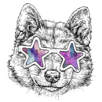 Sketch of Akita dog in sunglasses. Vector illustration.