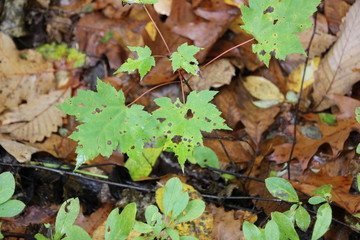 autumn leaves on the ground
