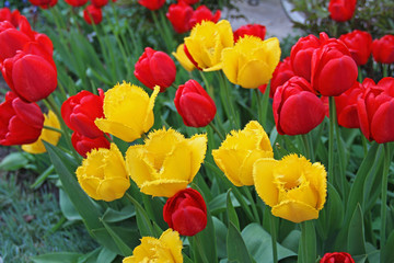 Red and yellow tulips, blooming in a garden in spring.