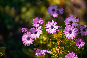 Fototapeta premium Beautiful cosmos flowers blooming in garden