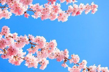 Cherry blossom with blue sky in Japan