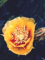 Close-up Of Yellow Flower