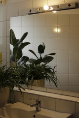 plants