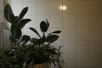 plants