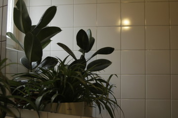 plants