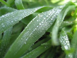 dew on a leaf