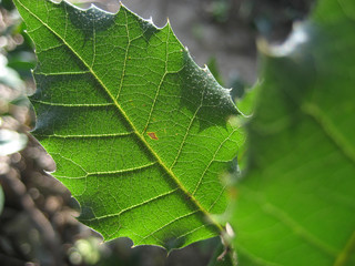 green leaf texture