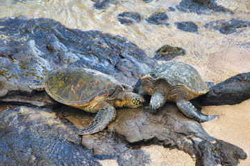Two green sea turtles resting on a beach on Maui.