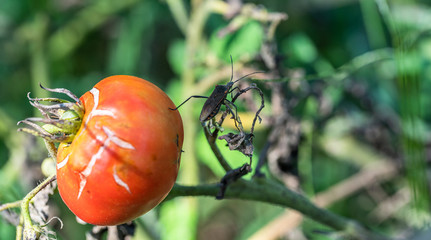 Small insect on the red tomato eating