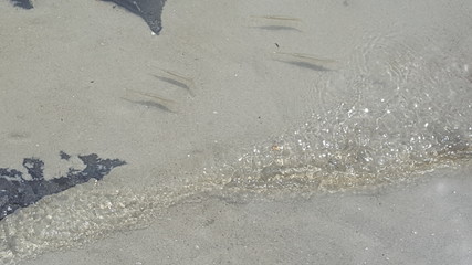 Fresh Water with fish 