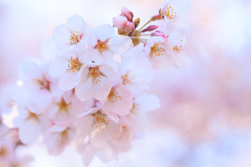 Closeup of cherry blossom in Japanese park