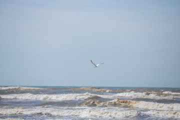 Bird, wild life