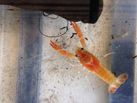 Close-up Of Crayfish Swimming In Container