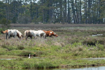 Obraz premium Assateague Island National Seashore Wild Ponies Grazing in a Marsh