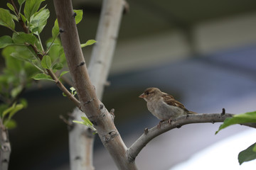 sparrow on a branch