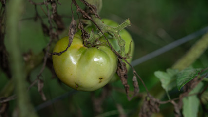 Fresh big green tomato on the farms