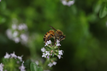 bee on a flower