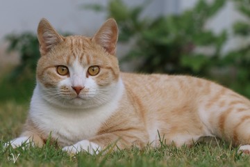 Fototapeta na wymiar Ginger Cat, also called Tabby Cat, on the lawn.