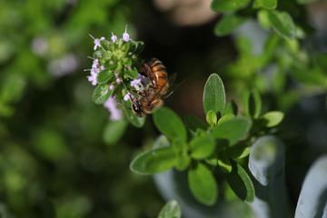 bee on a flower