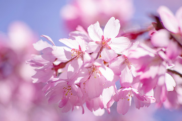 桜、sakura、サクラ：枝垂桜　shidarezakura