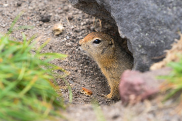 Naklejka na ściany i meble Curious but cautious wild animal Arctic ground squirrel peeps out of hole under stone and looking around so as not to fall into jaws of predatory beasts. Asia, Kamchatka Peninsula, Russian Far East