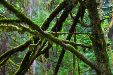 tree in the forest