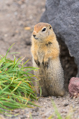 Curious arctic ground squirrel, carefully looking so as not to fall into jaws of predatory beasts. Wild animal of genus rodents of squirrel family. Asia, Russian Far East, Kamchatka Peninsula.
