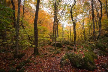 Beautiful scenery of dense multi colored deciduous trees, autumn fall foliage colors inside Uisge Bahn Provincial Park, Cape Breton. Autumn colors of Cape Breton, Nova Scotia