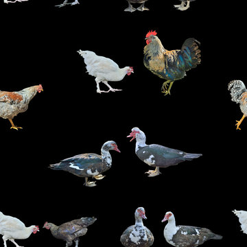 Farm birds, seamless pattern.