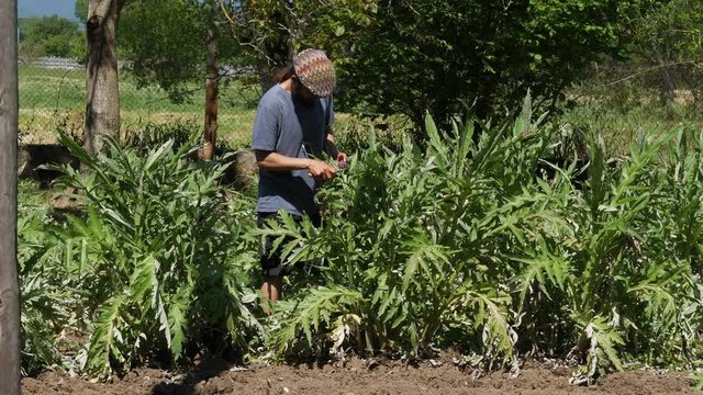 Farmer collecting purple artichokes in the orchard.
Outdoor agriculture jobs.
Farmer picking vegetables with cutting tools.
Organic vegetable harvesting process.
