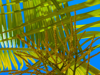 Tropical