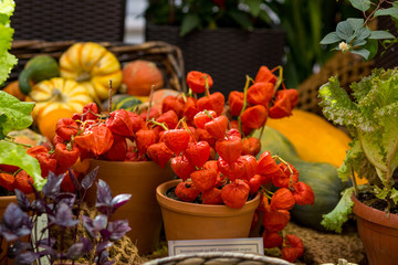 Close up of decoration with pumpkins and physalis on table