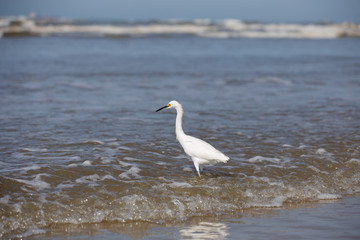 Heron Bird