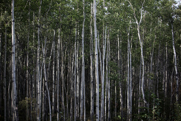green bamboo forest