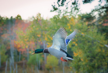 Male Mallard in flight with its wings fully opened in a beautiful pond during the onset of Autumn Season