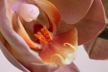 Fototapeta na wymiar orchid closeup