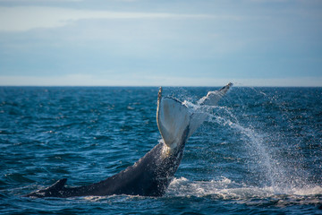 Humpback whale jumping out of the ocean water and splashing, Bay of Fundy, Atlantic Ocean