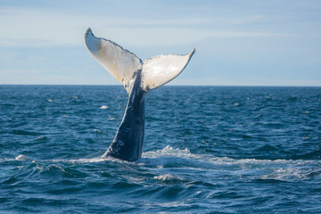 Humpback whale jumping out of the ocean water and splashing, Bay of Fundy, Atlantic Ocean