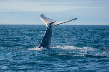 Naklejka premium Humpback whale jumping out of the ocean water and splashing, Bay of Fundy, Atlantic Ocean