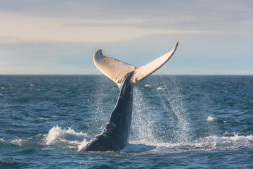 Humpback whale jumping out of the ocean water and splashing, Bay of Fundy, Atlantic Ocean