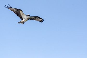 Osprey wings spread