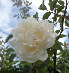 rosa blanca 
