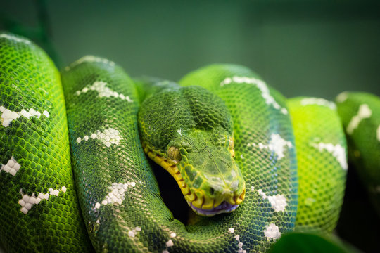 Green Tree Viper (or Bamboo Viper) 
