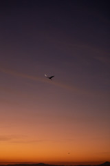 Fototapeta na wymiar River, bird and moon - Brazil