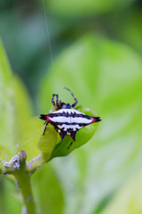 Orb-weaver Spider (Gasteracantha cancriformis) with six spine-like projections on the abdomen captured in lush green natural habitat