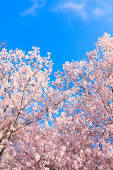 Cherry blossom with blue sky in Japan